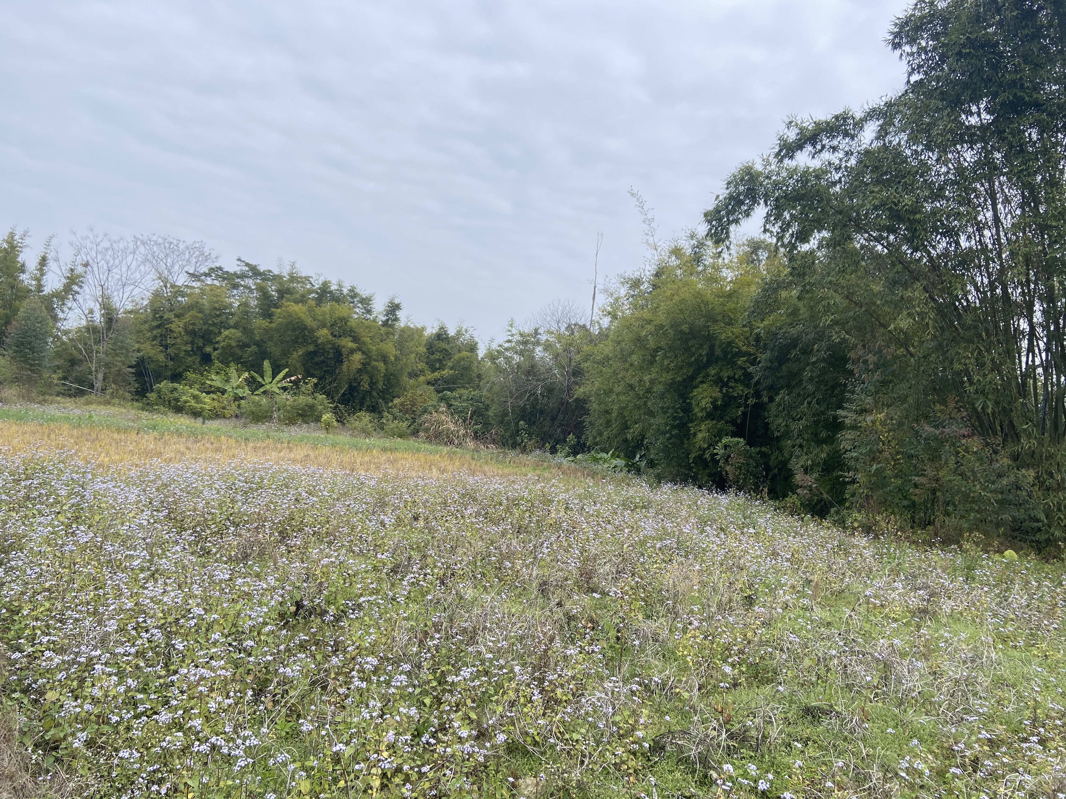 小学语文刘美婵老师