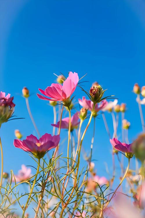 小学数学冯璇老师