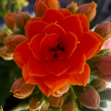 移动式垃圾压缩设备源头厂家