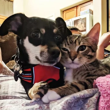 猫狗双全小助手