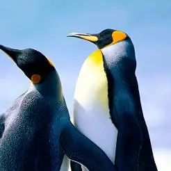 古诗生成小助手