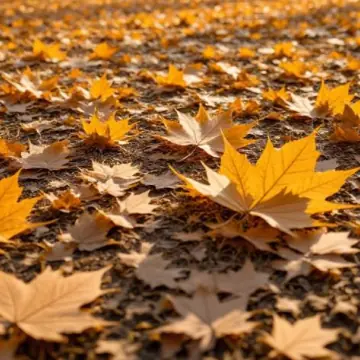 婚姻情感咨询师时安