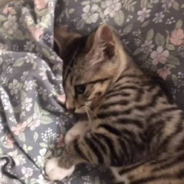 毛中特学习助手